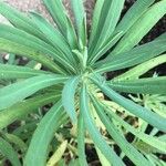 Euphorbia characias List