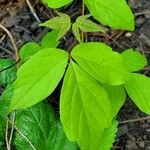 Aralia nudicaulis Φύλλο