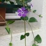 Vinca majorFlower