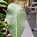 Plumeria obtusa Leaf