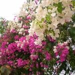 Bougainvillea spectabilis 花