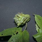 Dalechampia tiliifolia Fruit