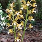 Cymbidium tigrinum Flor