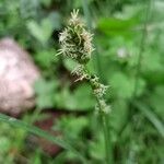 Carex leersii Цвят