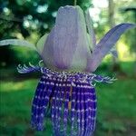 Passiflora ligularis Flower