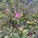 Lagerstroemia speciosa Lapas