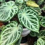 Anthurium crystallinum Hoja