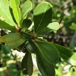 Rhamnus staddo Leaf