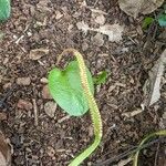 Ophioglossum reticulatum Blad