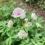 Astrantia major Blüte