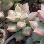 Sedum mendozae List