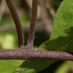 Jacquemontia tamnifolia Bark