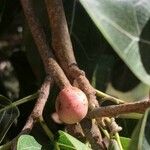 Ficus ingens Фрукт