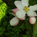 Malus domestica Квітка