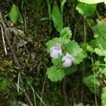 Glechoma sardoa Flower