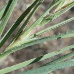 Scorzonera aristata 葉