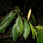 Heteropsis flexuosa Fruto