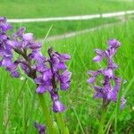 Anacamptis morioFlower