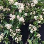 Calycophyllum multiflorum Flor