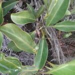 Coelospermum fragrans Hoja