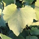 Xanthium italicum Leaf