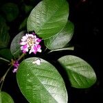 Desmodium heterocarpon Otro