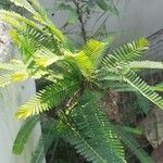 Phyllanthus emblica Blatt