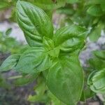 Ocimum basilicum Blatt