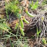 Crotalaria brevidens Φρούτο