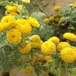 Tanacetum bipinnatum Flor