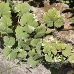 Hydrocotyle sibthorpioides Frunză