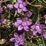 Gentianella germanicaফুল