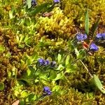 Veronica bellidioides Fula