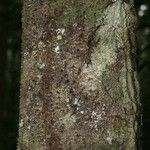Lacmellea aculeata Lubje