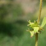 Asperugo procumbens Fruto