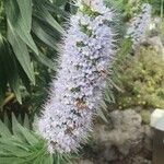 Echium hierrense Flower