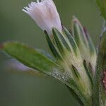 Pseudelephantopus spicatus Flower