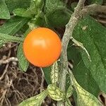 Solanum pseudocapsicum Frucht