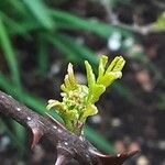 Zanthoxylum piperitum Leaf