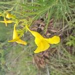 Allamanda angustifolia Кветка