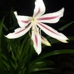 Crinum zeylanicum Λουλούδι