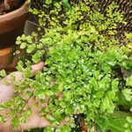 Adiantum capillus-venerisLeaf