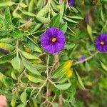 Lycianthes lycioides Blomma