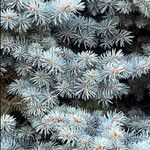 Picea pungens Blatt