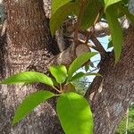 Sterculia foetida Folio