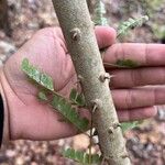 Biancaea sappan Bark