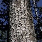 Pinus lambertiana Corteza
