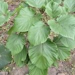 Adina cordifolia Leaf