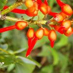 Erythrina globocalyx Vaisius