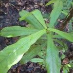 Panopsis sessilifolia Leaf